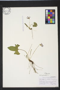 Viola palmata var. triloba image