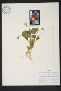 Viola sororia var. sororia image