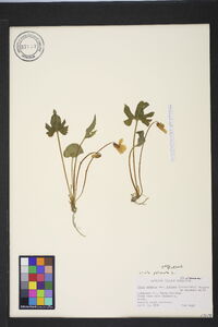 Viola palmata image