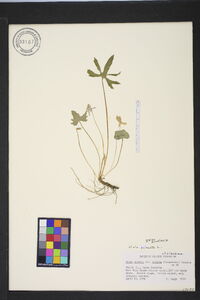 Viola palmata var. palmata image