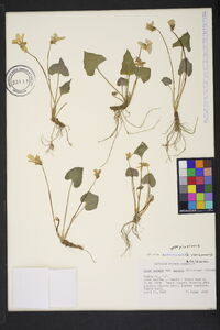 Viola sororia var. sororia image