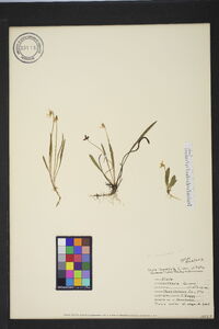 Viola lanceolata var. vittata image