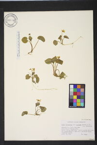 Viola macloskeyi var. pallens image