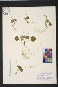 Viola blanda image