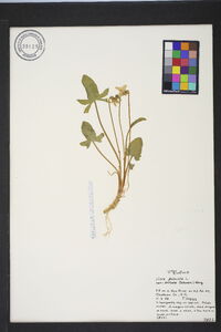 Viola emarginata image