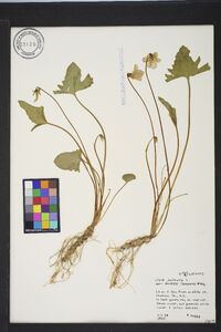 Viola palmata image