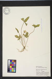 Viola palmata image