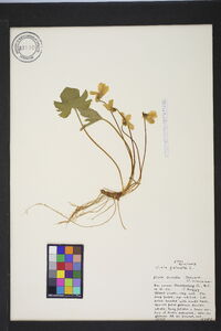 Viola palmata image