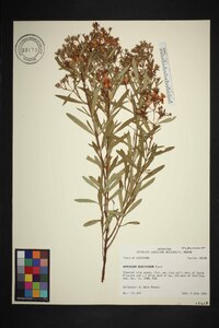 Hypericum densiflorum image