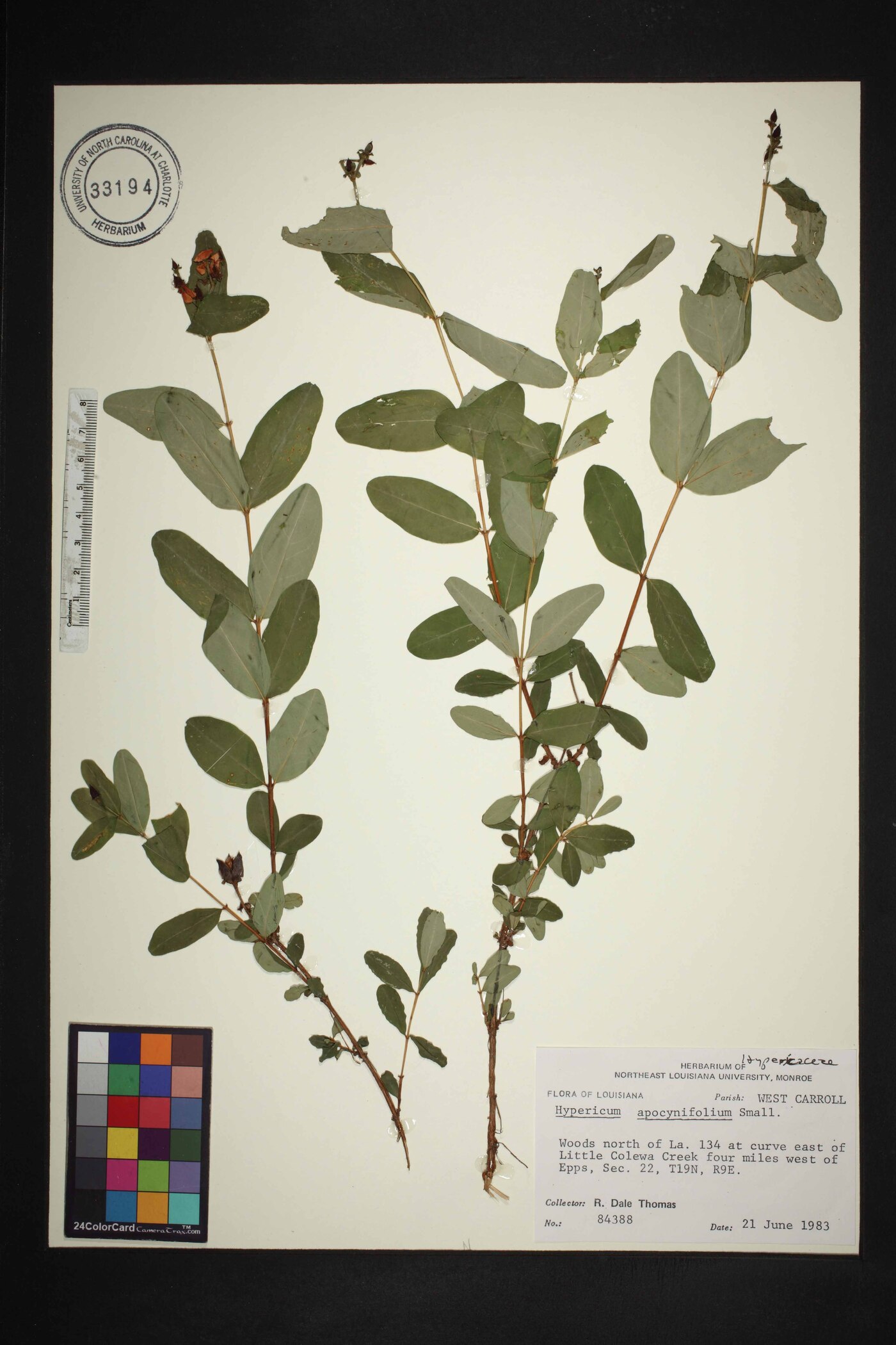 Hypericum apocynifolium image