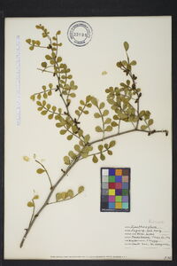 Zanthoxylum fagara image