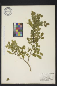 Zanthoxylum fagara image