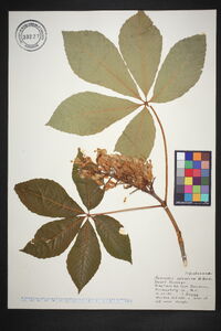 Aesculus sylvatica image