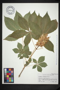 Aesculus sylvatica image