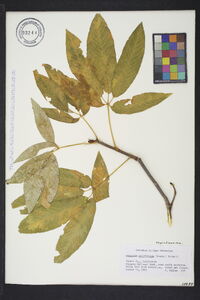 Aesculus californica image