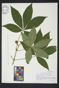 Aesculus glabra var. glabra image