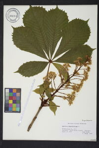 Aesculus hippocastanum image