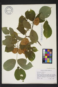 Staphylea trifolia image