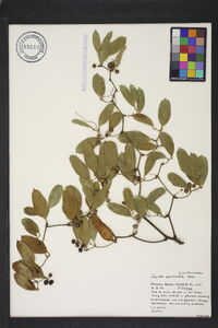 Smilax auriculata image