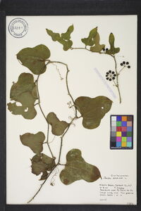 Smilax bona-nox image