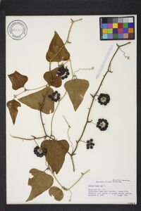 Smilax bona-nox image