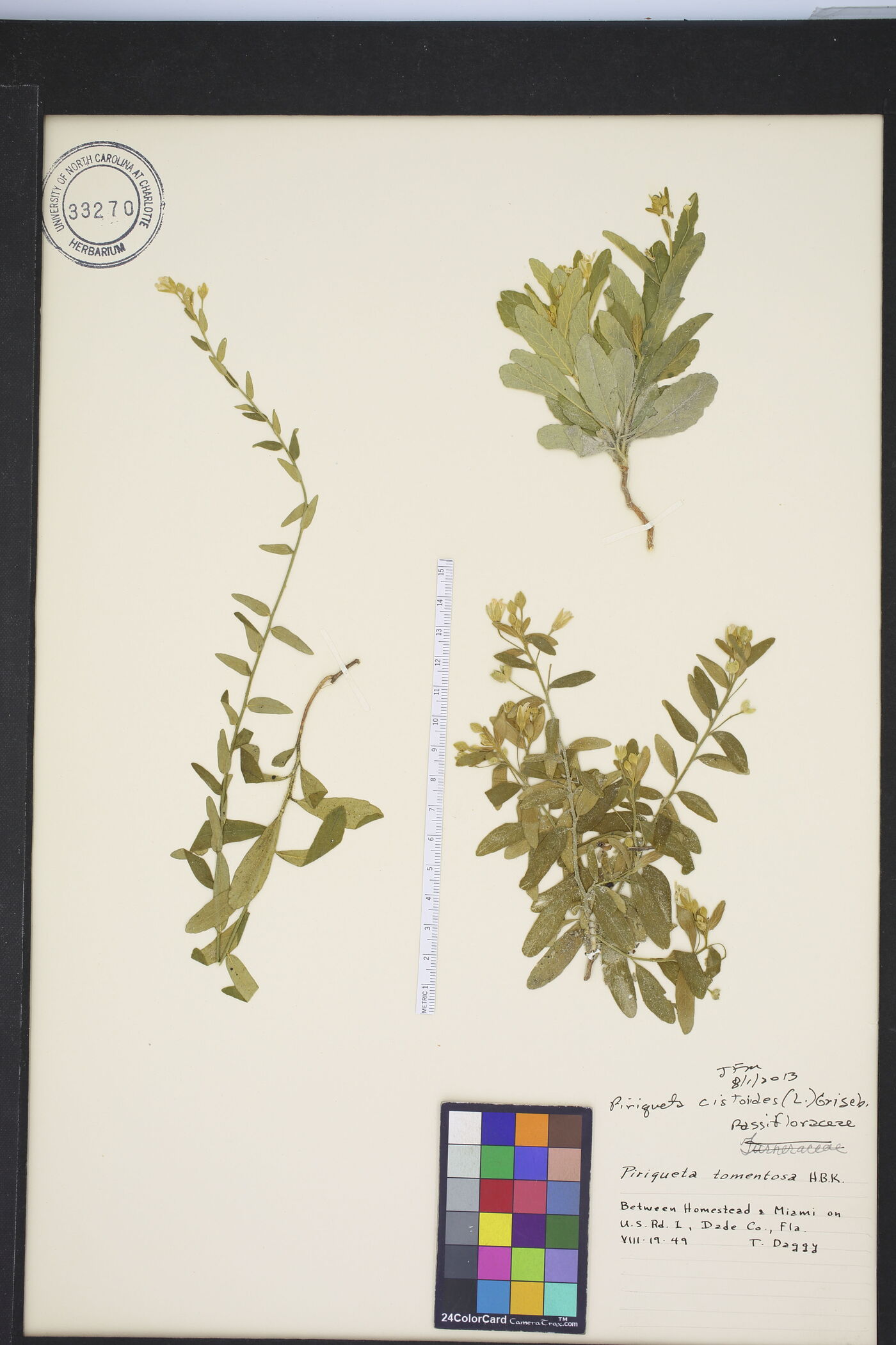 Piriqueta cistoides image