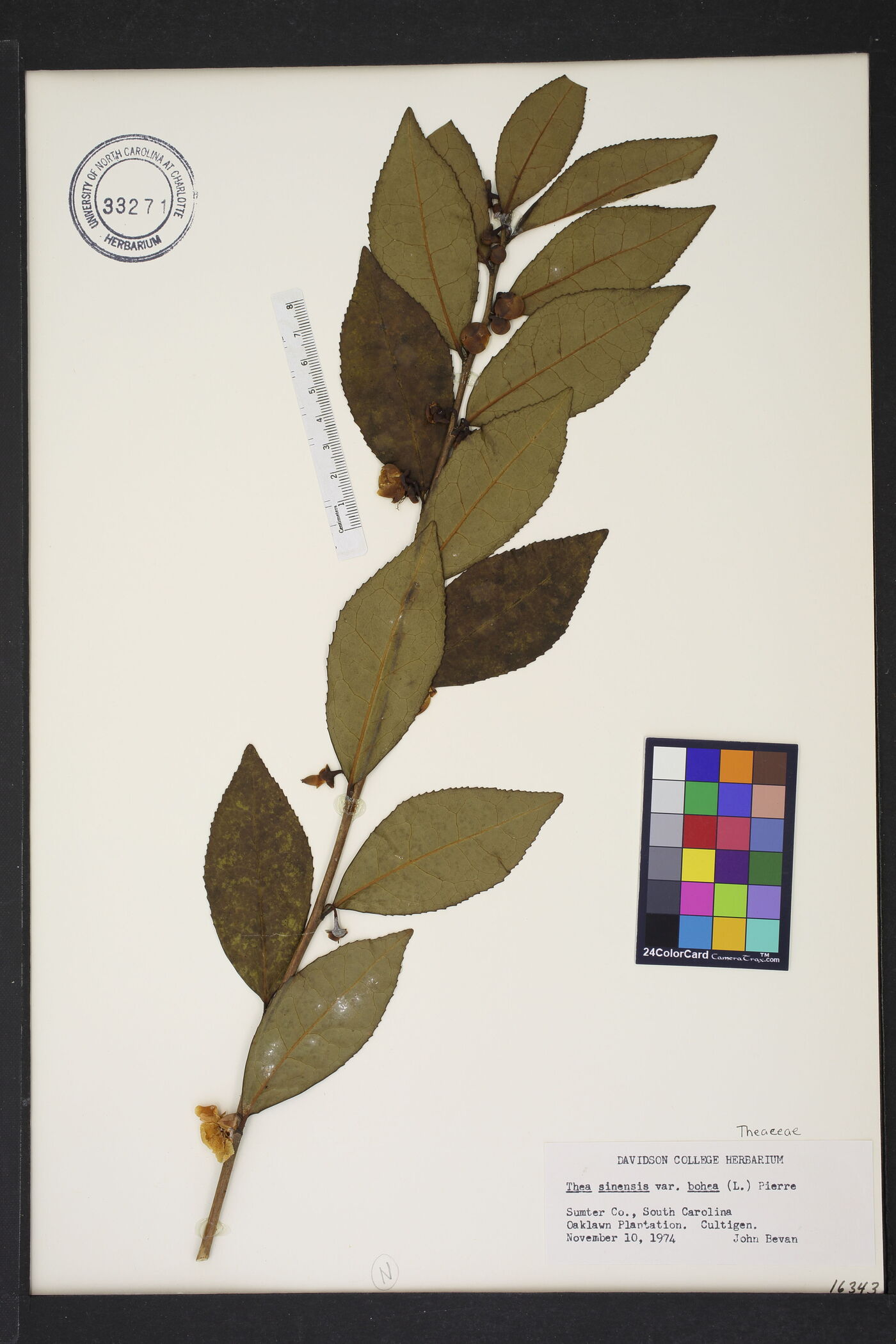 Camellia sinensis subsp. sinensis image