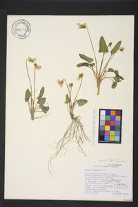 Viola emarginata image