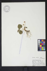 Viola villosa image