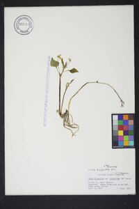 Viola glaberrima image