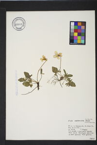 Viola septemloba image