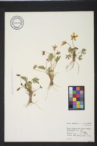 Viola pedata var. pedata image