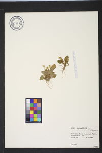 Viola primulifolia image