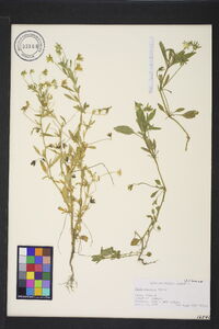 Viola arvensis image