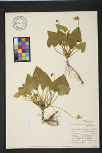 Viola sororia var. sororia image