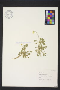 Viola arvensis image