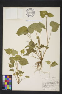 Viola canadensis var. canadensis image