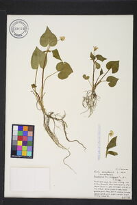 Viola canadensis var. canadensis image