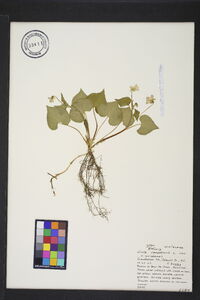 Viola canadensis var. canadensis image