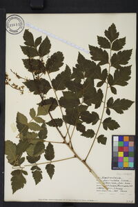 Koelreuteria paniculata image