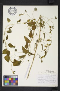 Smilax pulverulenta image