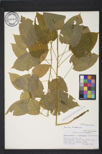 Smilax herbacea image