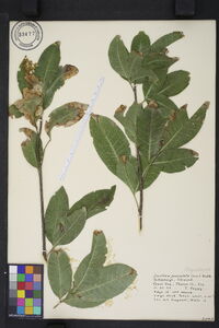 Exothea paniculata image