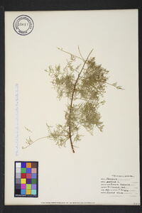 Tamarix gallica image