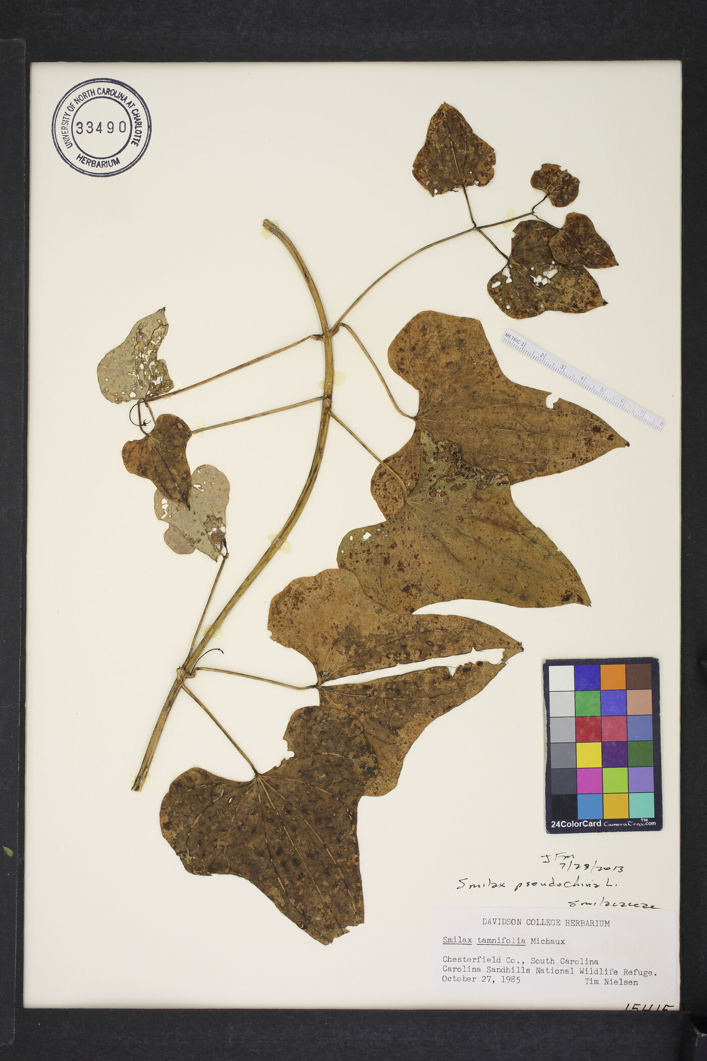 Smilax pseudochina image