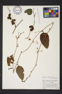 Smilax walteri image