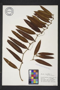 Smilax laurifolia image