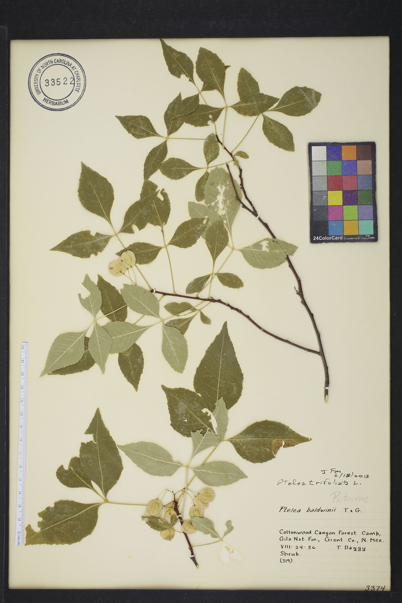 Ptelea trifoliata trifoliata image