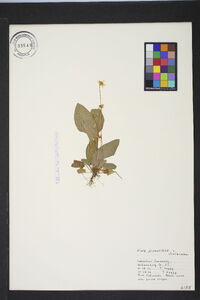 Viola primulifolia image