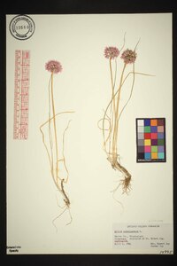 Allium schoenoprasum var. schoenoprasum image
